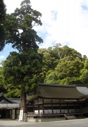 三輪明神　大神神社の杉