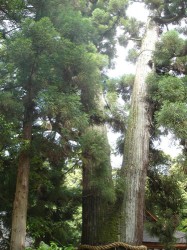 三輪明神　大神神社のご神木