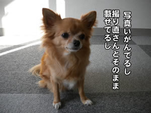 写真がいがんでる