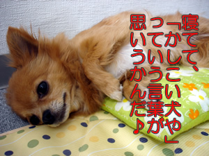 かしこい犬