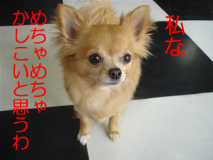 めちゃかしこい犬