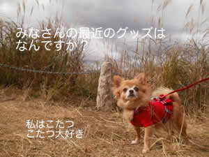 こたつ大好き