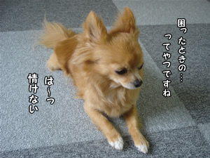 情けない