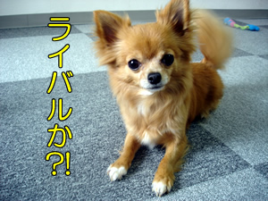 ライバルか？！