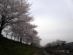 佐保川の桜