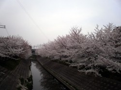 竜田川の桜