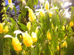ベコニアガーデン　黄色の花