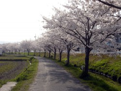 桜並木2010