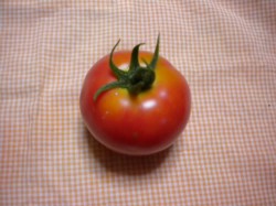 初収穫のトマト