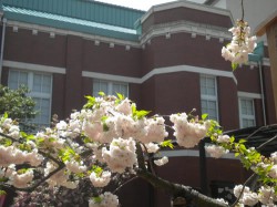 造幣局の桜１