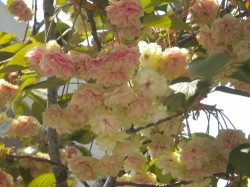 造幣局の桜２