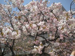 造幣局の桜５