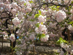 造幣局の桜６