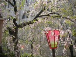 造幣局のしだれ桜