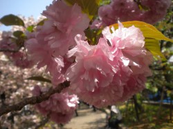 造幣局の桜４