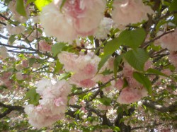 造幣局の桜７