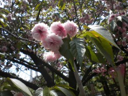 造幣局の桜３